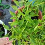 Capsicum frutescens Leaf