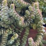 Crassula rupestris List