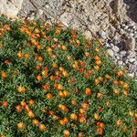 Lampranthus aureus Flor