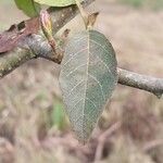 Alnus formosana Leaf