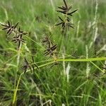 Cyperus kilimandscharicus Λουλούδι