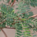 Aeschynomene elaphroxylon पत्ता