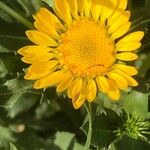 Grindelia robusta Flower