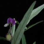 Polygala persicariifolia आदत