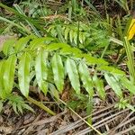 Stenochlaena palustris 葉