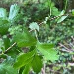 Crataegus rhipidophylla Leaf