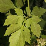 Cardiospermum grandiflorum Feuille