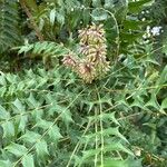 Berberis japonicaBloem