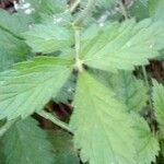 Agrimonia eupatoria 葉