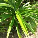 Pandanus amaryllifolius Φύλλο