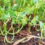 Coronilla scorpioides Fruit