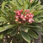 Plumeria rubra Flor