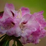 Rhododendron × geraldii Flower