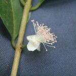 Eugenia stictopetala Fruit