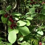 Lonicera xylosteum Leaf