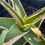 Aloiampelos striatula برگ
