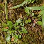 Cardamine alpina Alkat (teljes növény)