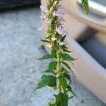 Teucrium canadense 花