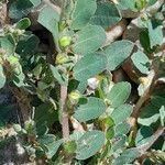 Euphorbia prostrata Φρούτο