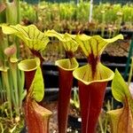 Sarracenia flava Folha