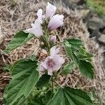 Althaea officinalisKwiat