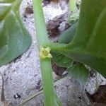 Tetragonia tetragonoides Flower