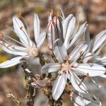 Asphodelus cerasiferus Flower