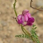 Hedysarum boveanum Floare