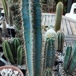 Pilosocereus pachycladus Celota