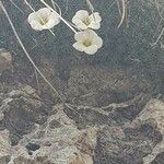 Minuartia capillacea 花