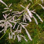 Tamarix chinensis Flower