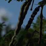 Vachellia tortuosa Fruit