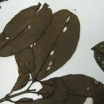Vochysia cayennensis 其他