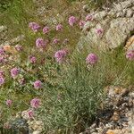 Centranthus angustifolius Агульны выгляд