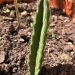 Stapelia grandiflora Leaf