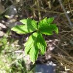 Ranunculus hispidus Leaf