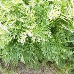 Jacobaea vulgaris برگ