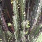 Euphorbia trigona Hoja