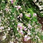 Lespedeza bicolor 花