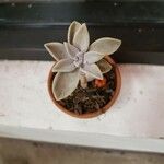 Graptopetalum paraguayense পাতা