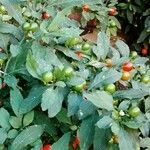 Solanum pseudocapsicum Frucht