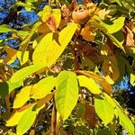 Crataegus germanica Leaf