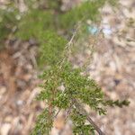 Baeckea gunniana Hoja
