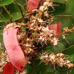Hylodendron gabunense Fruto