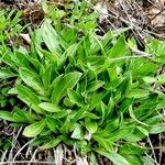 Silene zawadzkii Leaf