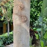 Celtis africana Bark