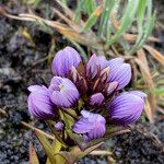 Gentianella dasyantha Çiçek