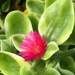 Mesembryanthemum cordifolium cv. 'Variegata' Flor