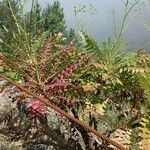 Sonchus canariensis Habitus