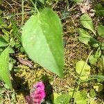 Lathyrus venetus Blad